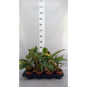 Philodendron 'Ring of Fire'