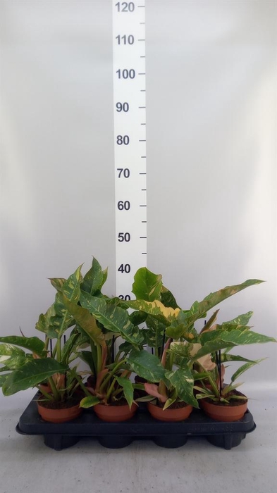<h4>Philodendron 'Ring of Fire'</h4>