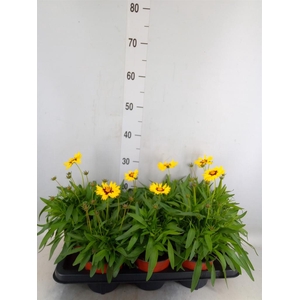 Coreopsis grand. 'Sunkiss'