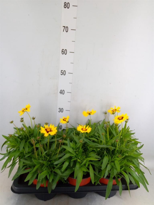 <h4>Coreopsis grand. 'Sunkiss'</h4>