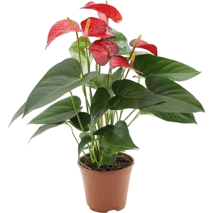 Anthurium Red Bull in transparant sleeve