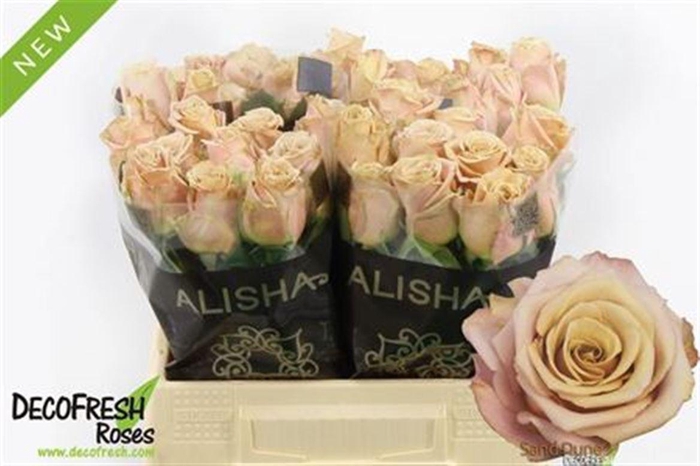 <h4>R Gr Sand Dune</h4>