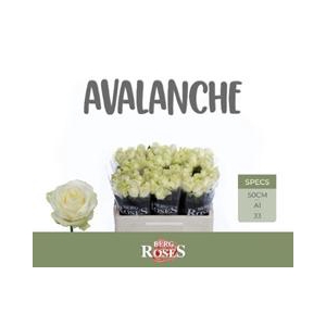 R GR AVALANCHE+