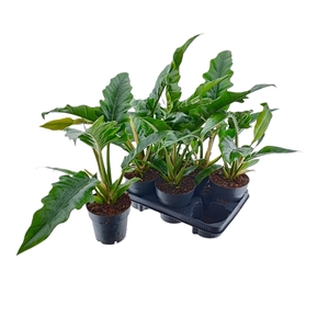 Philodendron Narrow Escape 14Ø 40cm