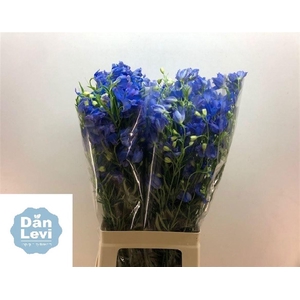 DELPH EN ENERGY BLUE