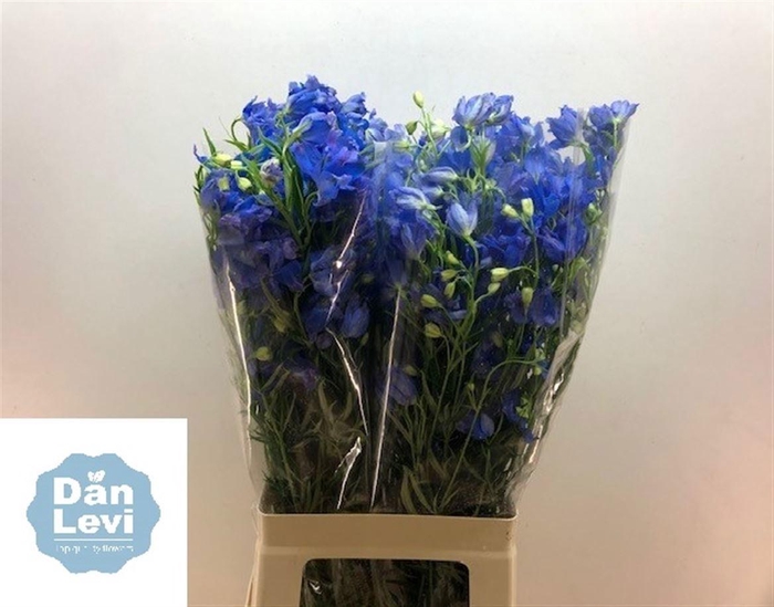 <h4>DELPH EN ENERGY BLUE</h4>