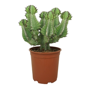 Euphorbia