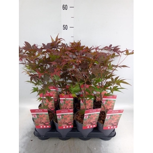 Acer palmatum 'Atropurpureum'