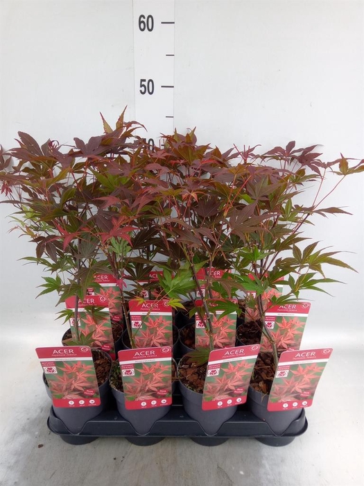 <h4>Acer palmatum 'Atropurpureum'</h4>