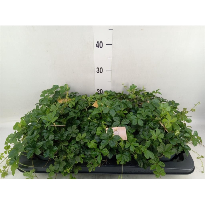 <h4>Parthenocissus inserta</h4>