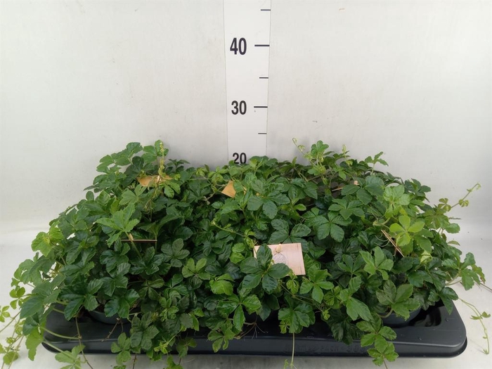 <h4>Parthenocissus inserta</h4>