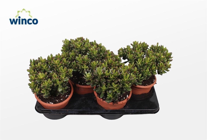 <h4>Crassula Convoluta</h4>