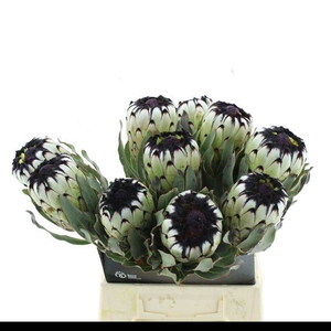 PROTEA MAG NIOBE