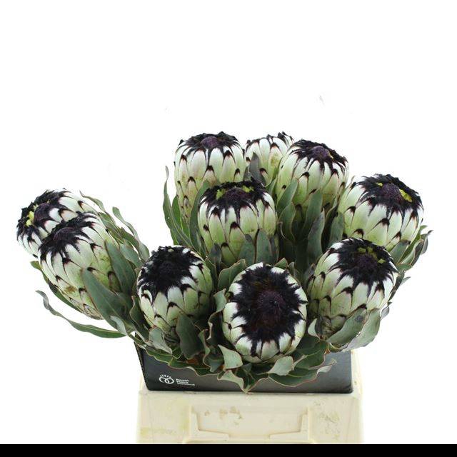 <h4>PROTEA MAG NIOBE</h4>