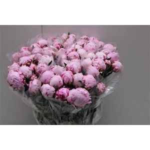 Paeonia L Sarah Bern 60cm