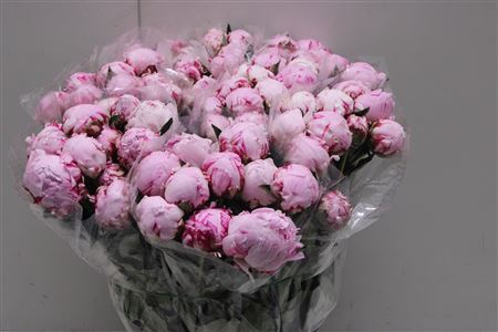 <h4>Paeonia L Sarah Bern 60cm</h4>