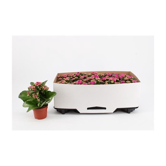 <h4>Kalanchoe Double Purple, in kraag</h4>