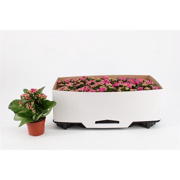 Kalanchoe Double Purple, in kraag