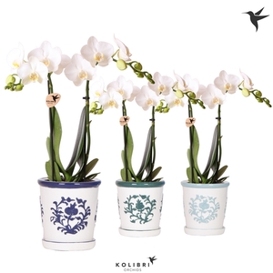 Kolibri Orchids Phalaenopsis mix 2 spike in Malaga pot blue mix