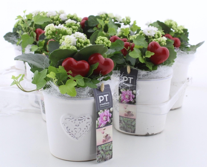 <h4>ARR KAMERPL</h4>