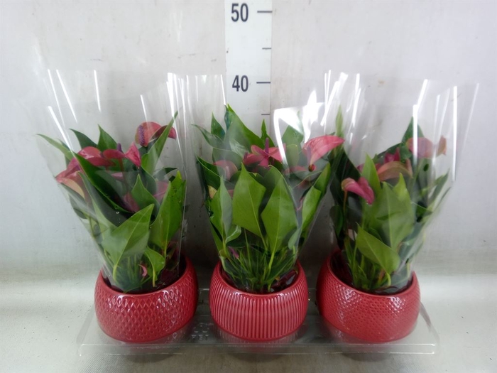<h4>Anthurium andr. 'Pure Purple'</h4>