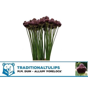 Allium Forelock 90cm