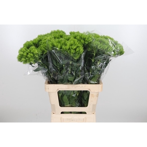 Dianthus Barbatus Barberatus Trigre