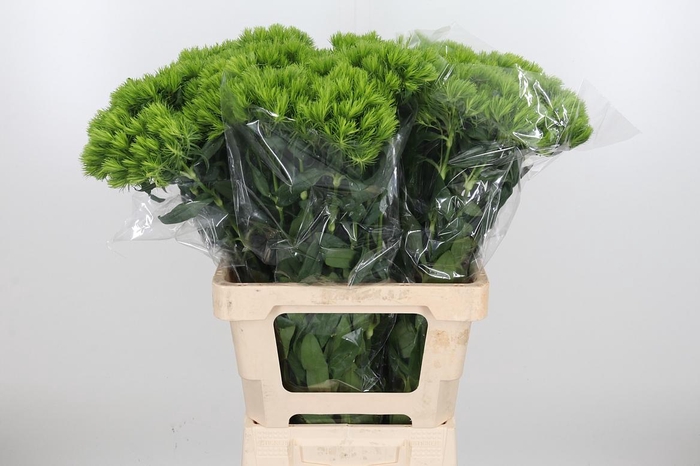 <h4>Dianthus Barbatus Barberatus Trigre</h4>