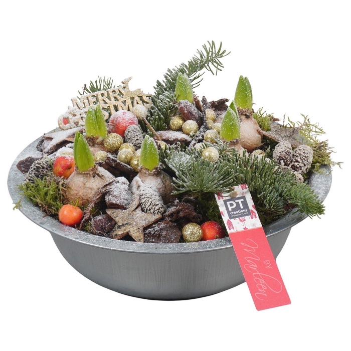 <h4>Arr. Hyacinthus L%</h4>