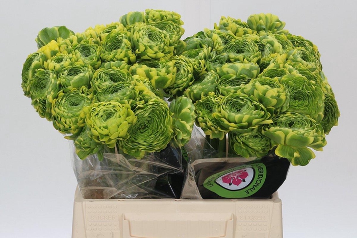 <h4>Ranunculus Pon Pon Peterpan</h4>