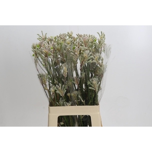 Anigozanthos Bush Diamond