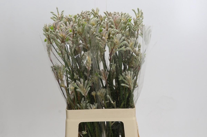 <h4>Anigozanthos Bush Diamond</h4>