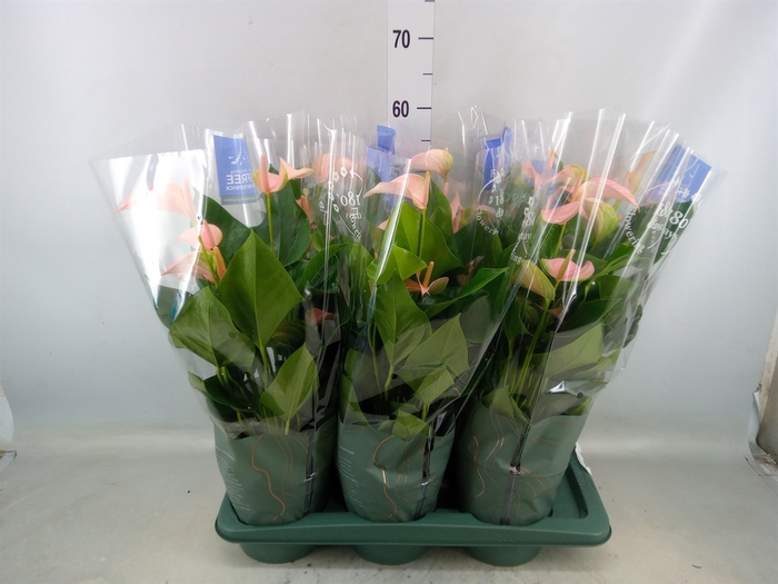 <h4>Anthurium andr. 'Joli Peach'</h4>