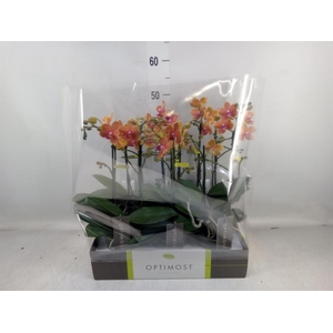 Phalaenopsis multi. 'Paprika'