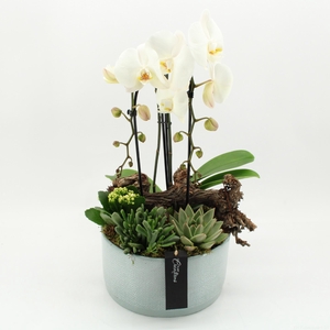 ARR KAMERPL BLOEI H%