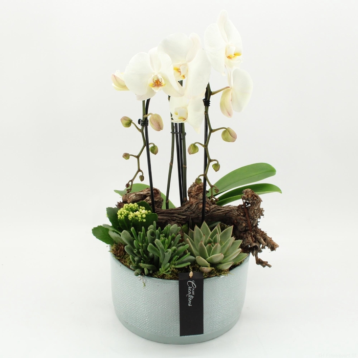 <h4>ARR KAMERPL BLOEI H%</h4>