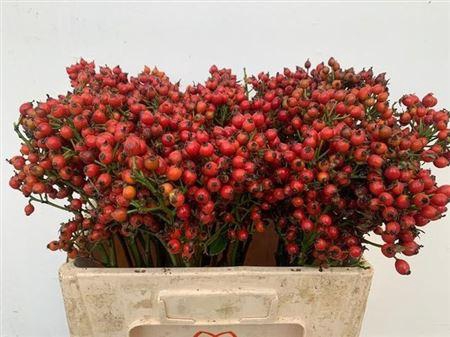 <h4>Rosa Mag Pride</h4>