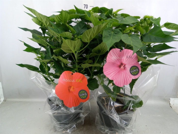 <h4>Hibiscus mosch. 'Extreme'   ...mix</h4>