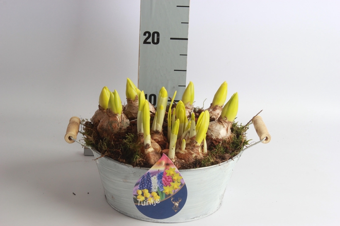 <h4>ARR BOL KNOLGEWAS</h4>