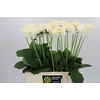 Dahlia Snow Cap