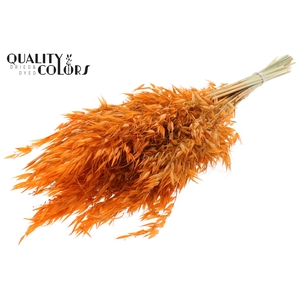 Avena Wild per bunch Orange