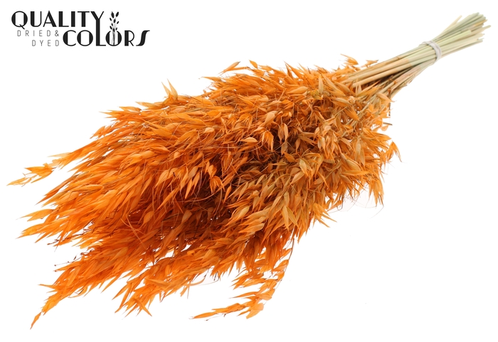 Avena Wild per bunch Orange