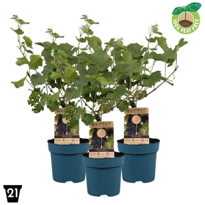 Vitis overig wit