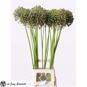Allium Seed Heads