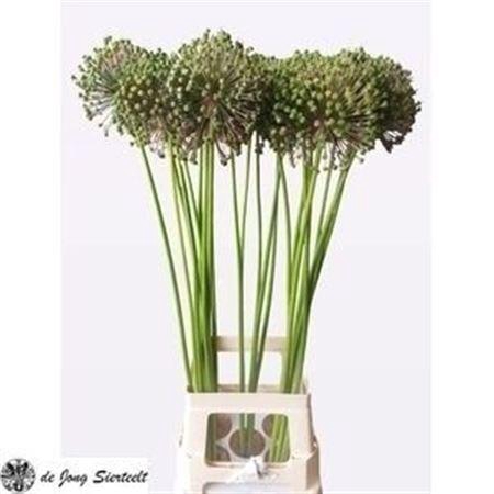 <h4>Allium Seed Heads</h4>