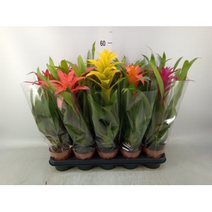 Guzmania   ...mix