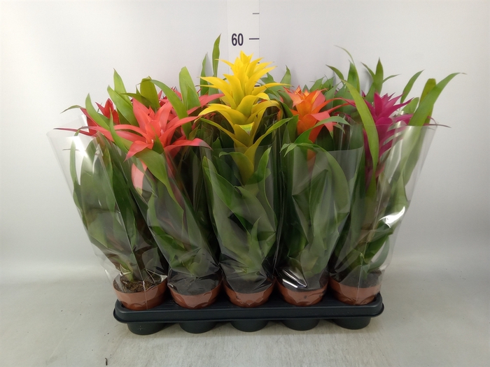 <h4>Guzmania   ...mix</h4>