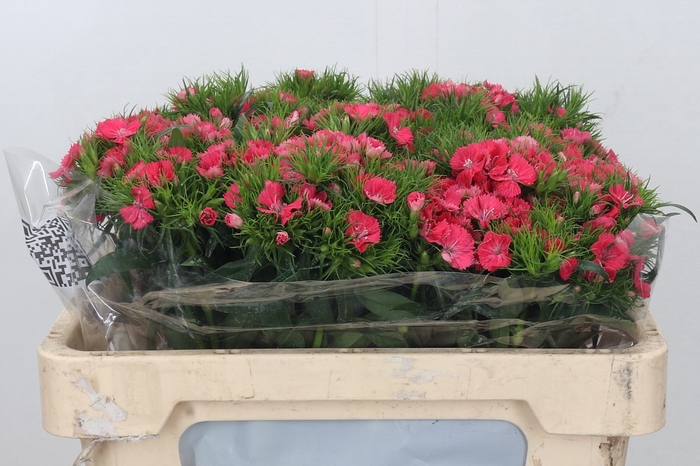 <h4>DI BA ALDO CORAL</h4>