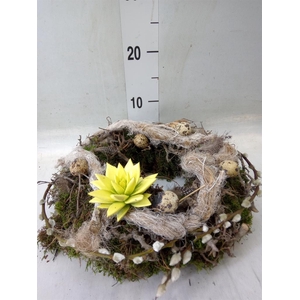 Planten ..in schaal H%