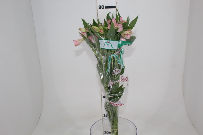 <h4>ALSTROEMERIA DUBAI 080 CM</h4>